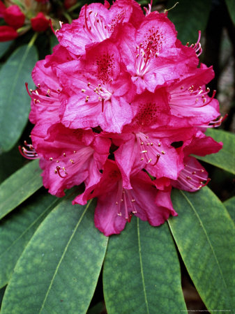 Rhododendron Hybrid Cynthia by Vaughan Fleming Pricing Limited Edition Print image