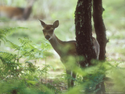 Sika Deer, Young by David Boag Pricing Limited Edition Print image