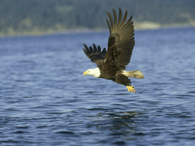 Bald Eagle, With Fish, Montana by Alan And Sandy Carey Pricing Limited Edition Print image