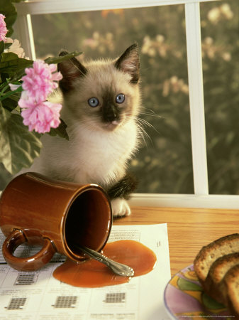 Siamese Kitten, After Spilling Cup Of Coffee by Alan And Sandy Carey Pricing Limited Edition Print image