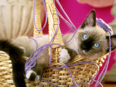 Siamese Kitten Playing In Basket Of Yarn by Alan And Sandy Carey Pricing Limited Edition Print image
