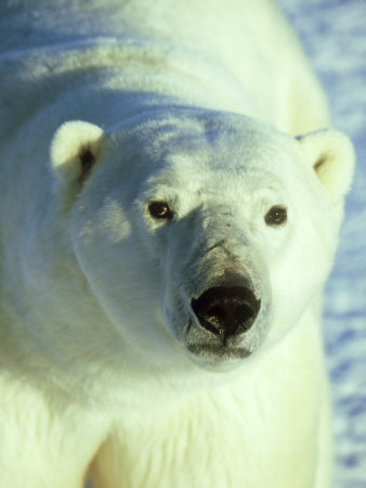 Polar Bear, Churchill, Manitoba by Daybreak Imagery Pricing Limited Edition Print image