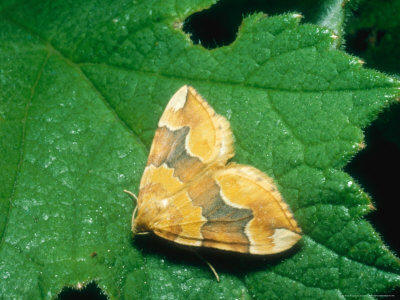 Barred Yellow Moth, Imago At Rest, Eakring, Uk by David Fox Pricing Limited Edition Print image