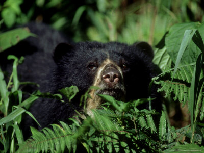 Spectacled Bear, Female, Colombia by Patricio Robles Gil Pricing Limited Edition Print image