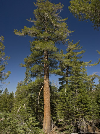Pinus Monticola At 9500 Ft In The Sierra Nevada, Usa by Bob Gibbons Pricing Limited Edition Print image