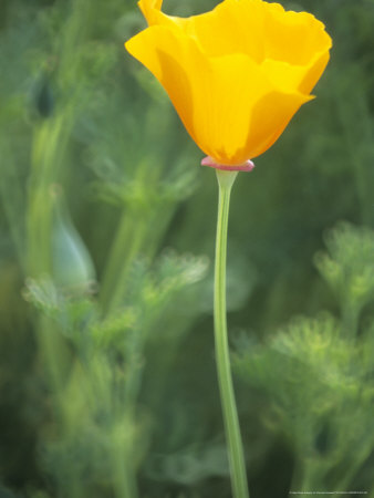 Eschscholzia Californica Golden West, A Yellow Cup Shaped Flower On A Slender Leafless Stem by Hemant Jariwala Pricing Limited Edition Print image