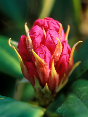 Rhododendron Nobleanum Venustum, Close-Up Of Red Flower Head, March by Lynn Keddie Pricing Limited Edition Print image