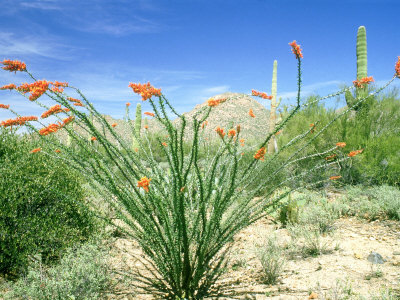 Ocotillo Cactus, Arizona by John Netherton Pricing Limited Edition Print image