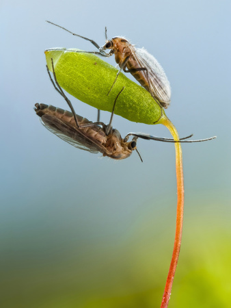 Male And Female Midges (Chironomidae) Clinging To A Moss Sporophyte, Stockholm, Sweden by John Hallmen Pricing Limited Edition Print image