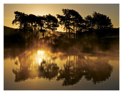 Trees In Reflection Ii by Robert Strachan Pricing Limited Edition Print image