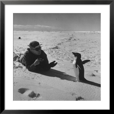 Ornithologist Photographing Native Penguin by Fritz Goro Pricing Limited Edition Print image