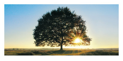 Lonely Tree by Jan Lens Pricing Limited Edition Print image