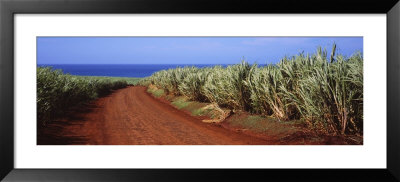 Dirt Road Passing Through A Sugar Cane Field, Kauai, Hawaii, Usa by Panoramic Images Pricing Limited Edition Print image