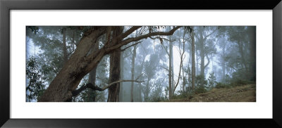 Trees In A Forest, Rabacal, Madeira, Portugal by Panoramic Images Pricing Limited Edition Print image
