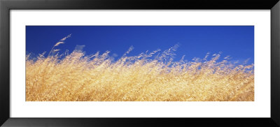 Dry Grass Blowing In The Wind, Mount Tamalpais, California, Usa by Panoramic Images Pricing Limited Edition Print image