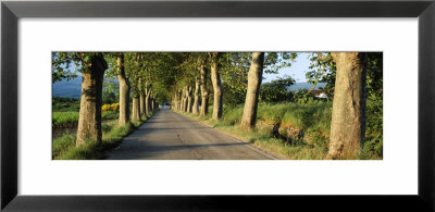 Trees Along A Road, Vaucluse, Provence, France by Panoramic Images Pricing Limited Edition Print image