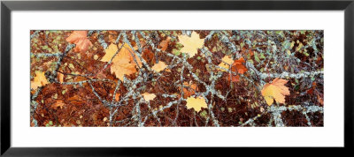 Maple Leaves, British Columbia, Canada by Panoramic Images Pricing Limited Edition Print image