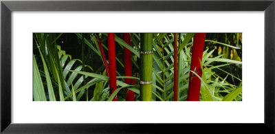 Bamboo Trees, Hawaii, Usa by Panoramic Images Pricing Limited Edition Print image