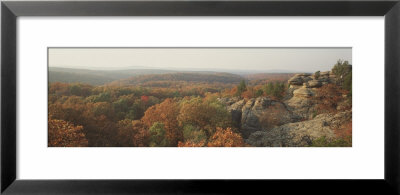 Trees In A Forest, Shawnee Forest, Illinois, Usa by Panoramic Images Pricing Limited Edition Print image