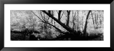Stream Of Water Flowing Through A Forest, Wisconsin, Usa by Panoramic Images Pricing Limited Edition Print image