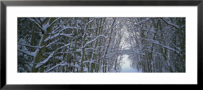 Aspen Trees Covered With Snow, Helena National Forest, Montana, Usa by Panoramic Images Pricing Limited Edition Print image