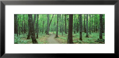 Walkway Running Through A Forest, Black River National Forest, Michigan, Usa by Panoramic Images Pricing Limited Edition Print image