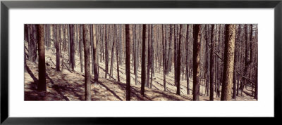 Bare Trees In A Forest One Year After Forest Fire, Roosevelt National Forest, Colorado, Usa by Panoramic Images Pricing Limited Edition Print image
