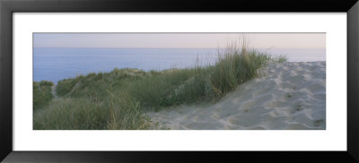 Grass On A Sand Dune, Indiana, Usa by Panoramic Images Pricing Limited Edition Print image