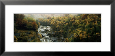 Trees In A Forest, Simplon Pass, Switzerland by Panoramic Images Pricing Limited Edition Print image