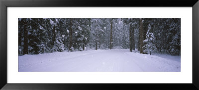 Snow Falling On The Road, Yosemite National Park, California, Usa by Panoramic Images Pricing Limited Edition Print image