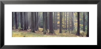 Trees In The Forest, South Bohemia, Czech Republic by Panoramic Images Pricing Limited Edition Print image