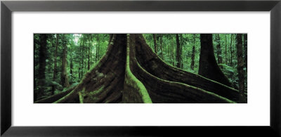 Roots Of A Giant Tree, Daintree National Park, Queensland, Australia by Panoramic Images Pricing Limited Edition Print image