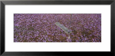 Jacaranda Leaves And Swing In The Backyard, Hawaii, Usa by Panoramic Images Pricing Limited Edition Print image