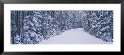 Trees On Both Sides Of A Road, Banff National Park, Alberta, Canada by Panoramic Images Pricing Limited Edition Print image