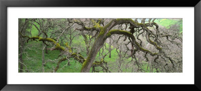 Black Oak Tree In The Forest, California, Usa by Panoramic Images Pricing Limited Edition Print image