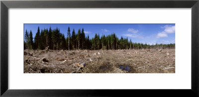 Timber Cut Down In A Forest, Olympic National Forest, Washington State, Usa by Panoramic Images Pricing Limited Edition Print image