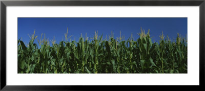 Corn Crop In A Field, New York State, Usa by Panoramic Images Pricing Limited Edition Print image