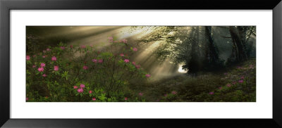 Sun Shining Through Trees In A Forest by Panoramic Images Pricing Limited Edition Print image