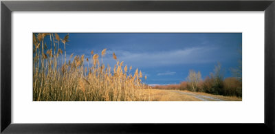 Pampas Grass Along A Country Road, Townsend, Montana, Usa by Panoramic Images Pricing Limited Edition Print image