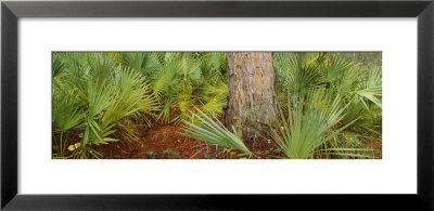 Plants Growing Around A Street, Oscar Scherer State Park, Osprey, Florida, Usa by Panoramic Images Pricing Limited Edition Print image