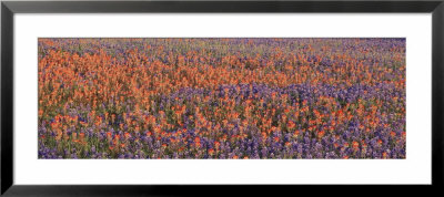 Texas Bluebonnets And Indian Paintbrushes In A Field, Texas, Usa by Panoramic Images Pricing Limited Edition Print image