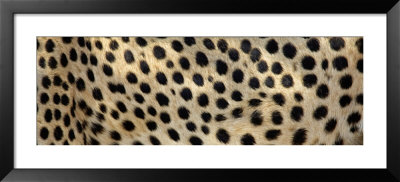 Spots On A Cheetah by Panoramic Images Pricing Limited Edition Print image