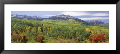 Forest, Gunnison National Forest, West Elk Mountains, Colorado, Usa by Panoramic Images Pricing Limited Edition Print image