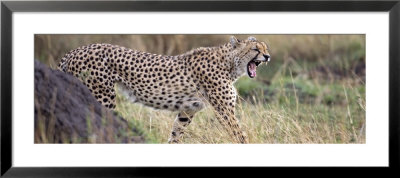 Cheetah Walking In A Field by Panoramic Images Pricing Limited Edition Print image