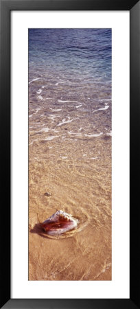 Conch Shell On The Beach, Caribbean Sea, Cayman Islands by Panoramic Images Pricing Limited Edition Print image