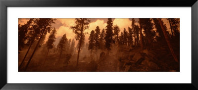 Trees In A Forest, Bitteroot Valley, Montana, Usa by Panoramic Images Pricing Limited Edition Print image