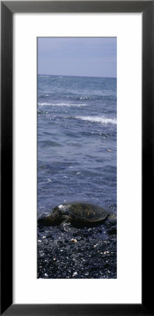 Green Sea Turtle Resting On The Rock, Hawaii, Usa by Panoramic Images Pricing Limited Edition Print image