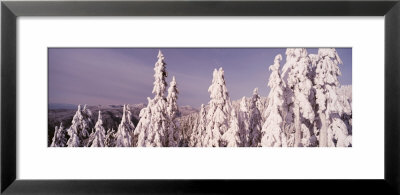 Pine Trees Covered With Snow, Grouse Mountain, Vancouver, British Columbia, Canada by Panoramic Images Pricing Limited Edition Print image