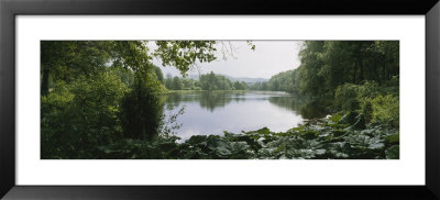 Forest Along A River, Sjolangs, Sweden by Panoramic Images Pricing Limited Edition Print image
