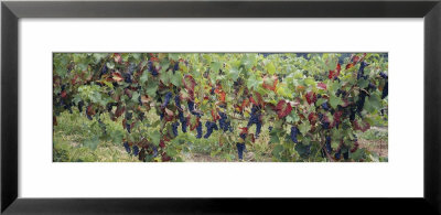 Bunch Of Grapes In A Vineyard, Keuka Lake, Finger Lakes, Hammondsport, New York State, Usa by Panoramic Images Pricing Limited Edition Print image